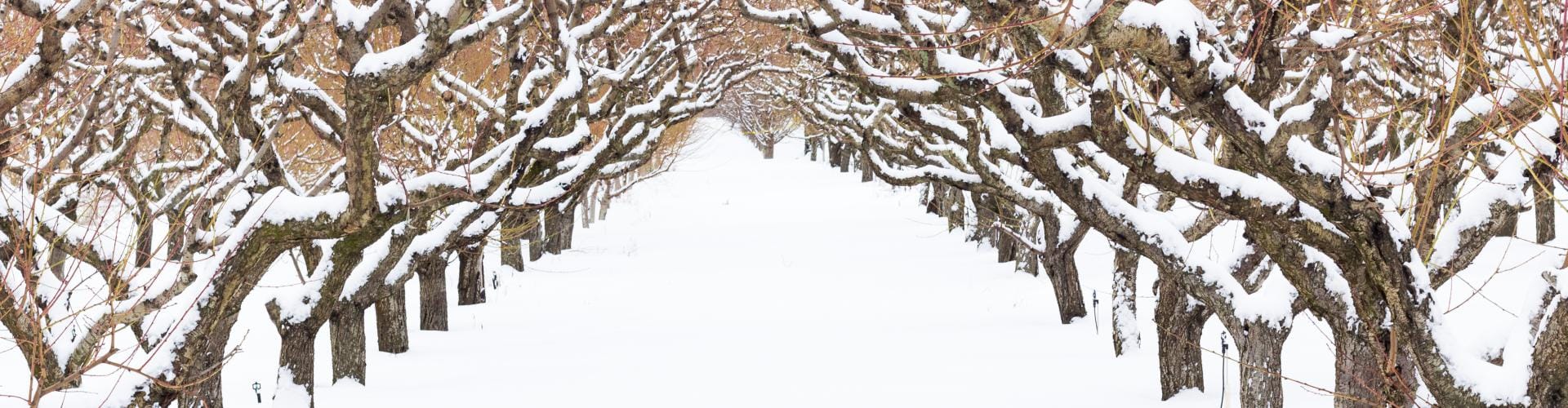 snow covered orchard