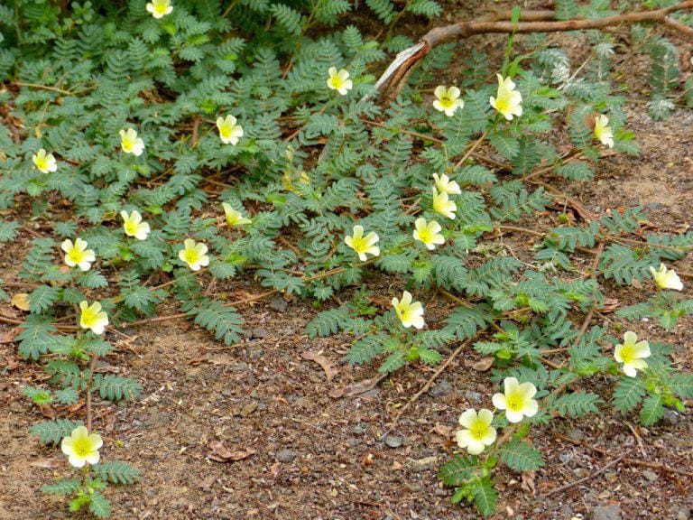 Green puncturevine with yellow flowers